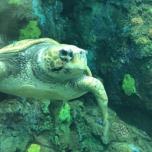Loggerhead sea turtle, Caretta caretta