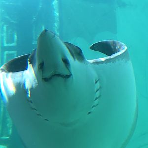 Spotted eagle ray, Aetobatus narinari