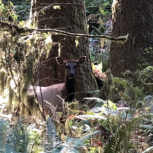 Roosevelt elk, Cervus canadensis roosevelti
