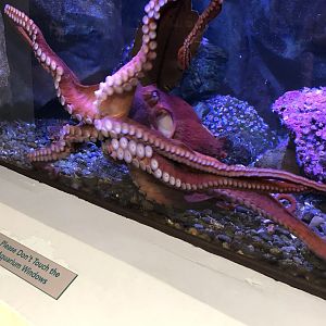 Telonicher Marine Lab - Giant Pacific octopus, Enteroctopus dofleini