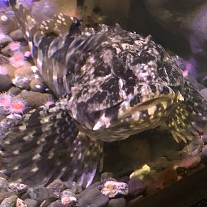 Telonicher Marine Lab - Cabezon, Scorpaenichthys marmoratus