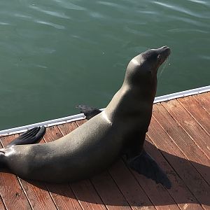 California sea lion, Zalophus californianus