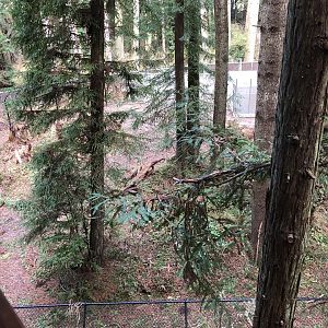 Future black bear/coyote habitat (opening this summer)