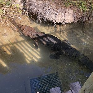 False gharial, Tomistoma schlegelii