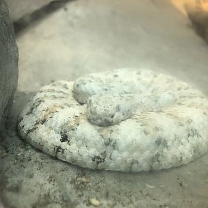 Southwestern speckled rattlesnake, Crotalus pyrrhus