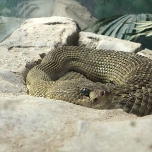 Mexican west coast rattlesnake, Crotalus basiliscus