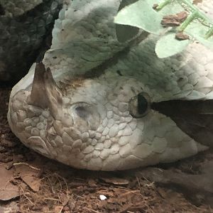 Gaboon viper, Bitis gabonica