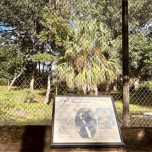 American Black Bear Exhibit