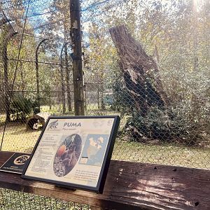 Cougar Exhibit