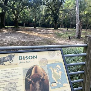 Bison Exhibit