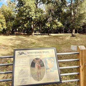 Whitetail Deer Exhibit