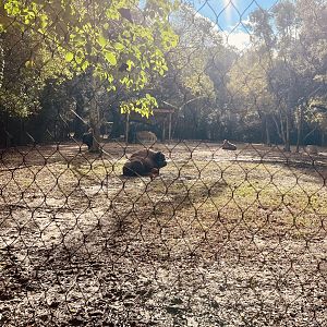 Bison Exhibit