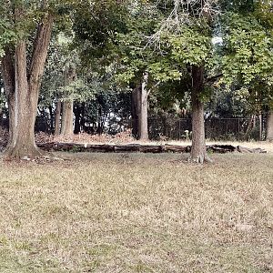 Whitetail Deer Exhibit