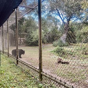 American Black Bear Exhibit
