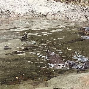 River Otters