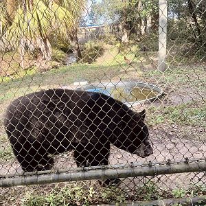 American Black Bear