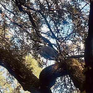 Yellow-Crowned Night Heron in a Live Oak Tree