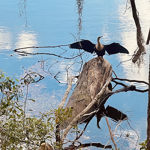 Anhinga