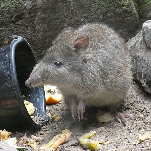 Long-nosed potoroo