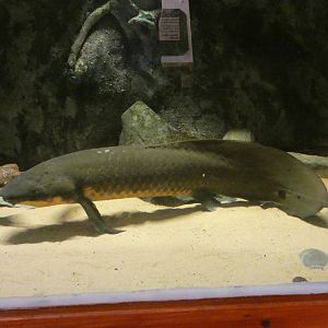 Australian lungfish