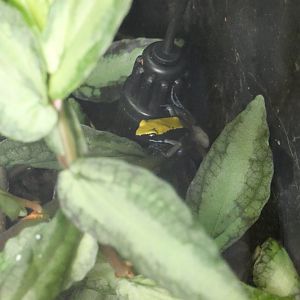 Blue-legged mantella