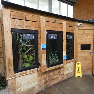 Amphibian and gecko displays