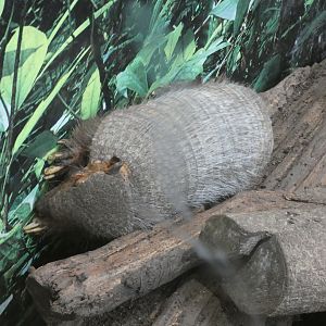 Large hairy armadillo