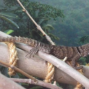 Cuvier's Madagascar swift