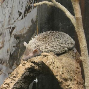 Lesser hedgehog tenrec