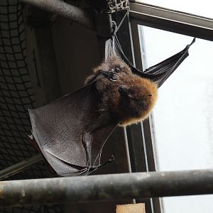 Rodrigues fruit bat