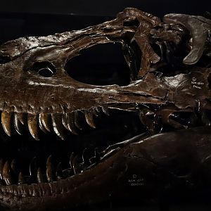 Gorgosaurus libratus ROM 1247