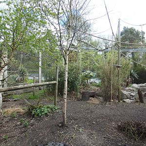 Emporer tamarin and Azara's agouti enclosure