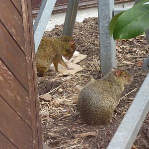 Azara's agouti