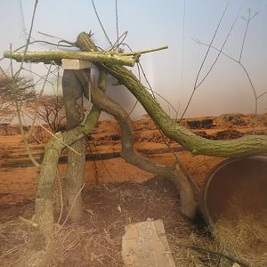 Gambian pouched rat enclosure