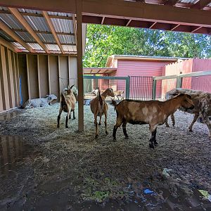 Liberty Farms - petting zoo