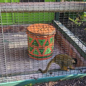 Monkey House - Squrirell monkey