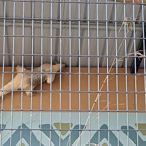 Oasis Outpost -  Southern tamandua