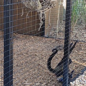 Oasis Outpost - spider monkey