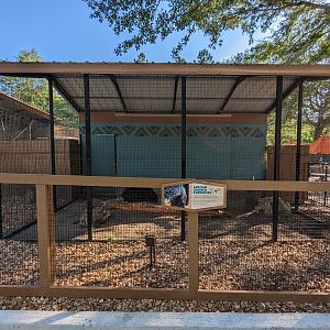 Oasis Outpost - African crested porcupine