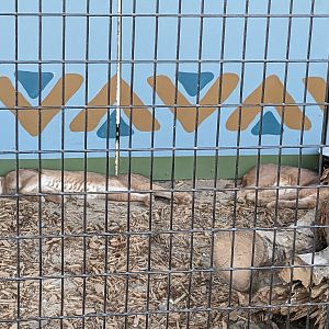 Oasis Outpost - caracal