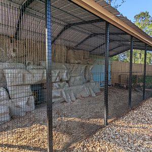 Oasis Outpost - caracal