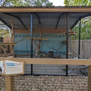 Oasis Outpost -  Southern tamandua