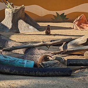 Oasis Outpost - meercat