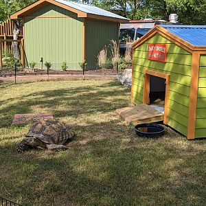 Oasis Outpost - sulcata tortoise