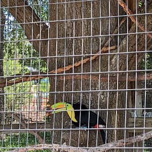Splash Island - keel billed toucan