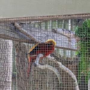Giraffe overlook - aviary