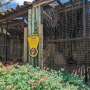 Giraffe overlook - serval