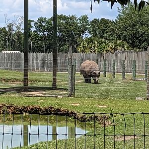 Safari Train - Indian rhino