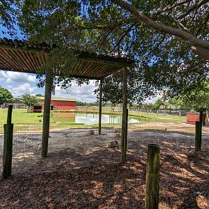 Giraffe overlook - capybara and alpaca
