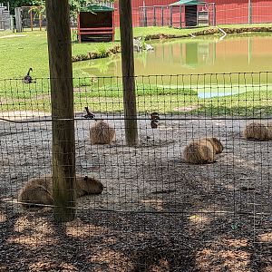 Giraffe overlook - capybara